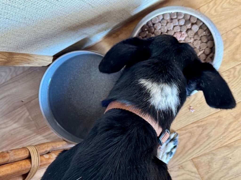 Und so speisen jetzt auch meine Hunde aus bester und wunderschöner portugiesischer Keramik.